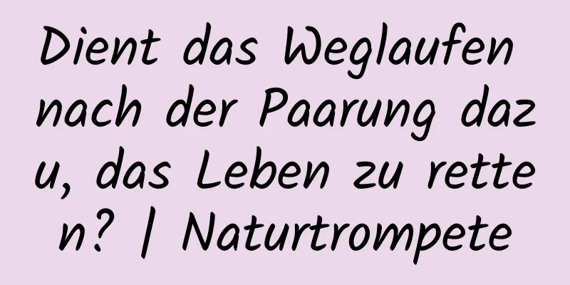 Dient das Weglaufen nach der Paarung dazu, das Leben zu retten? | Naturtrompete