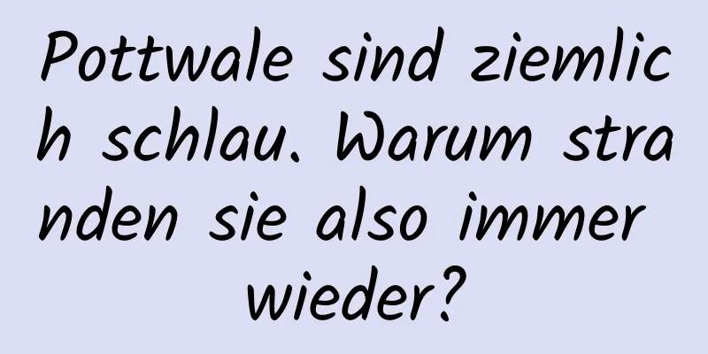 Pottwale sind ziemlich schlau. Warum stranden sie also immer wieder?