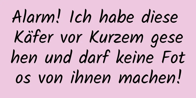 Alarm! Ich habe diese Käfer vor Kurzem gesehen und darf keine Fotos von ihnen machen!