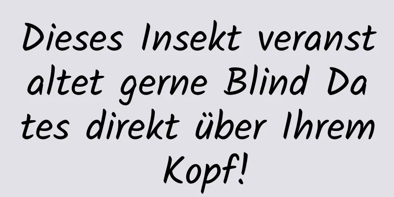 Dieses Insekt veranstaltet gerne Blind Dates direkt über Ihrem Kopf!
