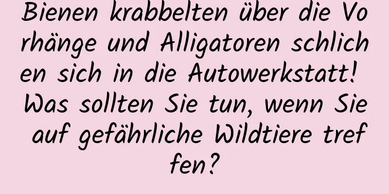 Bienen krabbelten über die Vorhänge und Alligatoren schlichen sich in die Autowerkstatt! Was sollten Sie tun, wenn Sie auf gefährliche Wildtiere treffen?