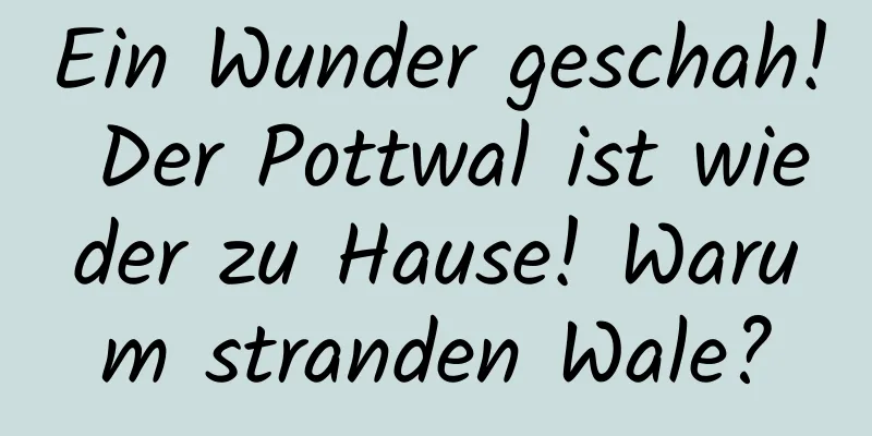 Ein Wunder geschah! Der Pottwal ist wieder zu Hause! Warum stranden Wale?