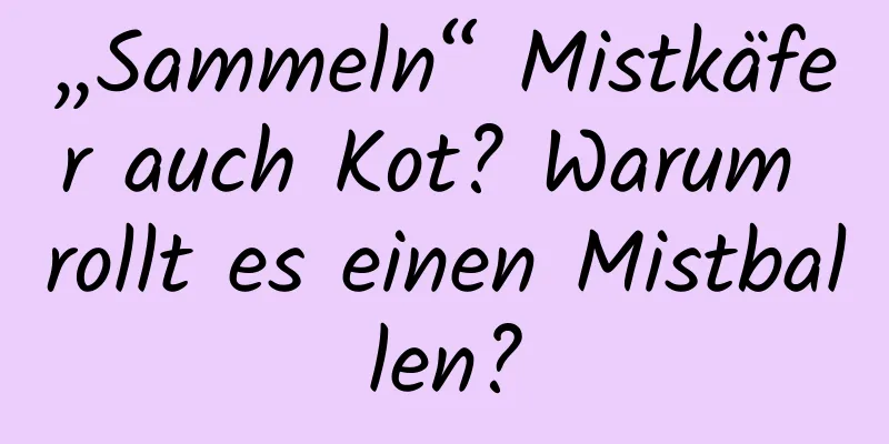 „Sammeln“ Mistkäfer auch Kot? Warum rollt es einen Mistballen?