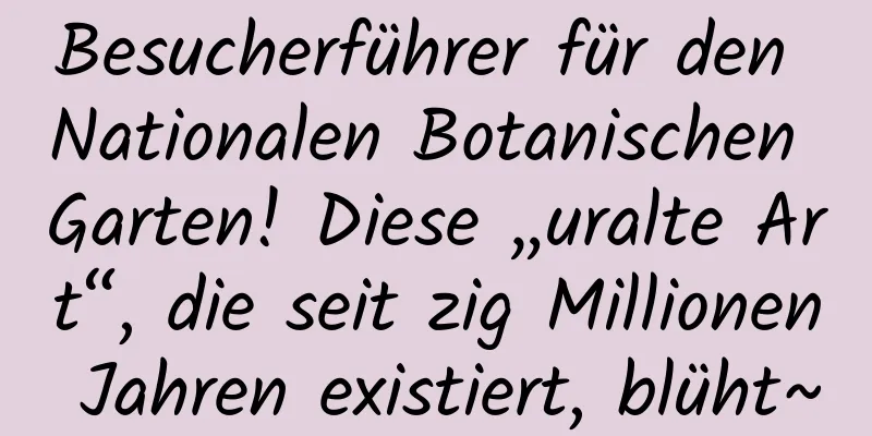 Besucherführer für den Nationalen Botanischen Garten! Diese „uralte Art“, die seit zig Millionen Jahren existiert, blüht~