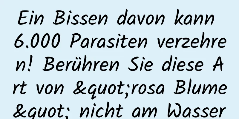 Ein Bissen davon kann 6.000 Parasiten verzehren! Berühren Sie diese Art von "rosa Blume" nicht am Wasser