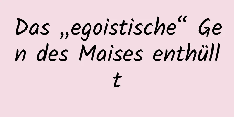 Das „egoistische“ Gen des Maises enthüllt