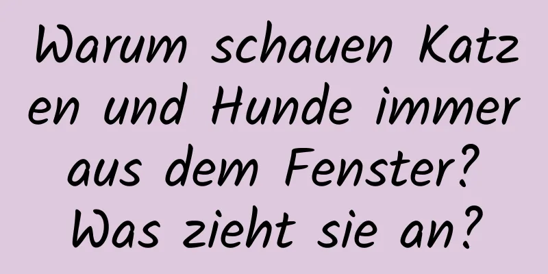 Warum schauen Katzen und Hunde immer aus dem Fenster? Was zieht sie an?
