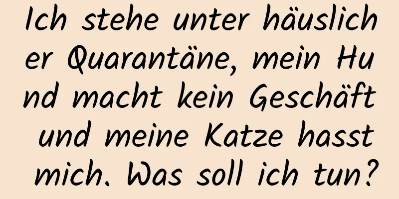 Ich stehe unter häuslicher Quarantäne, mein Hund macht kein Geschäft und meine Katze hasst mich. Was soll ich tun?