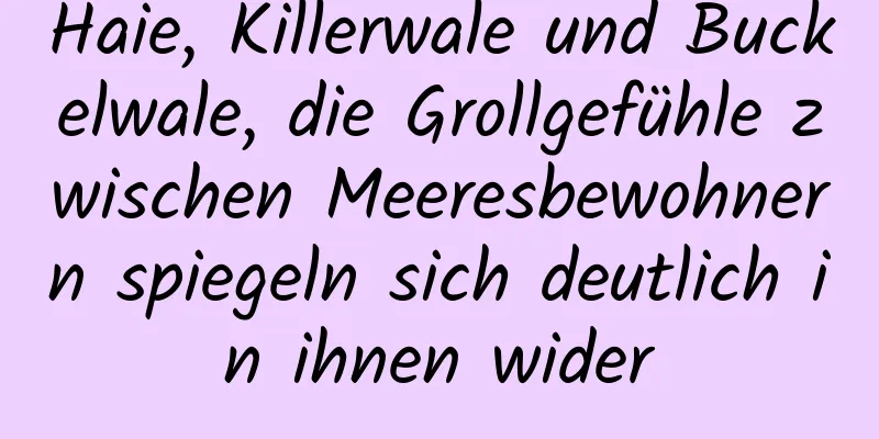 Haie, Killerwale und Buckelwale, die Grollgefühle zwischen Meeresbewohnern spiegeln sich deutlich in ihnen wider