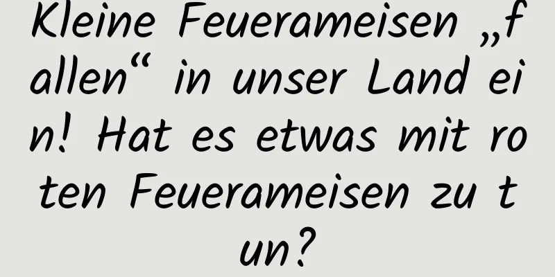 Kleine Feuerameisen „fallen“ in unser Land ein! Hat es etwas mit roten Feuerameisen zu tun?