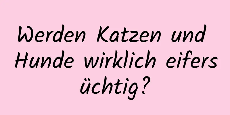Werden Katzen und Hunde wirklich eifersüchtig?