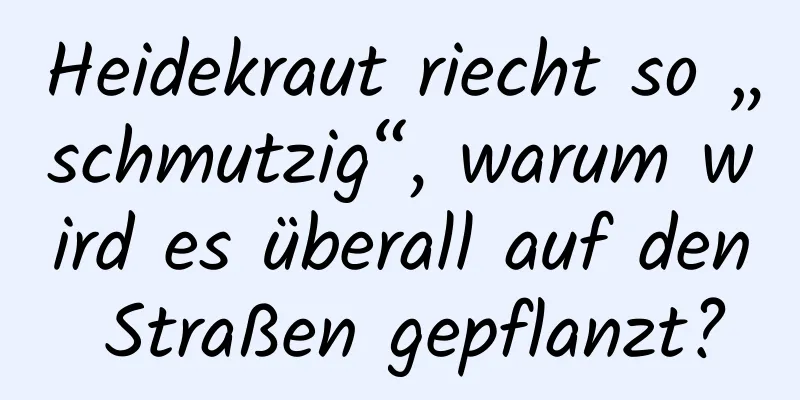 Heidekraut riecht so „schmutzig“, warum wird es überall auf den Straßen gepflanzt?
