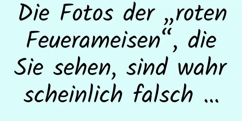 Die Fotos der „roten Feuerameisen“, die Sie sehen, sind wahrscheinlich falsch …