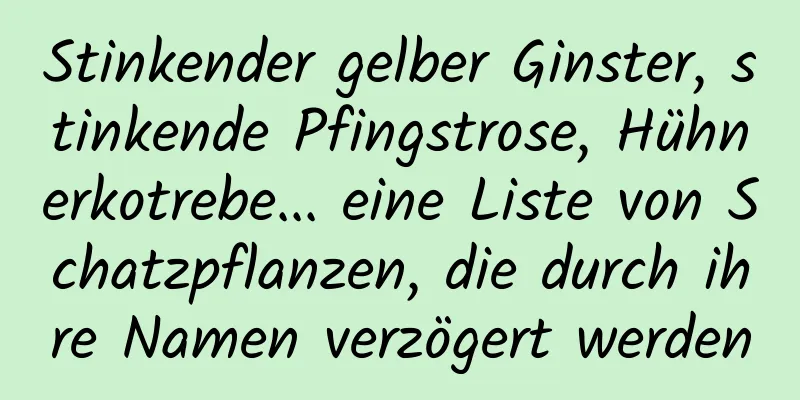 Stinkender gelber Ginster, stinkende Pfingstrose, Hühnerkotrebe... eine Liste von Schatzpflanzen, die durch ihre Namen verzögert werden