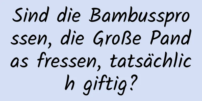 Sind die Bambussprossen, die Große Pandas fressen, tatsächlich giftig?