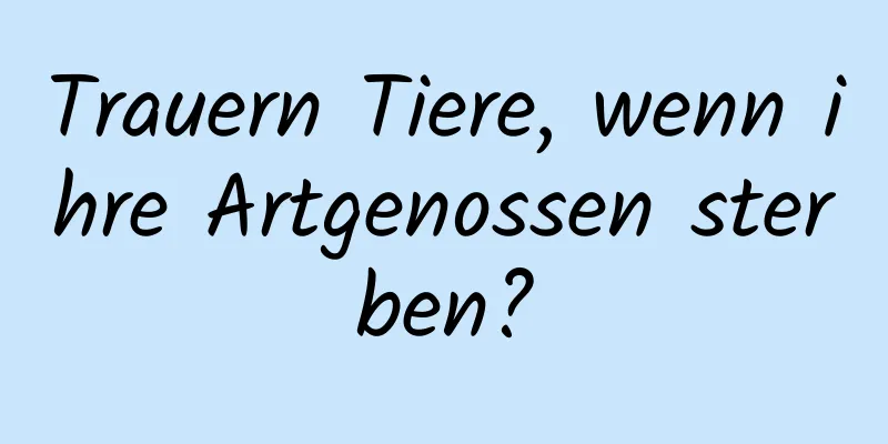 Trauern Tiere, wenn ihre Artgenossen sterben?