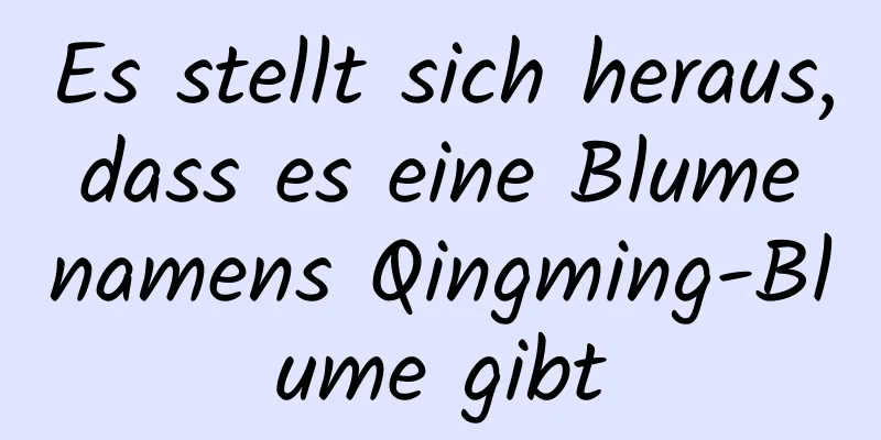 Es stellt sich heraus, dass es eine Blume namens Qingming-Blume gibt