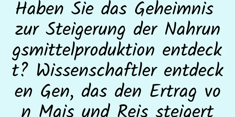 Haben Sie das Geheimnis zur Steigerung der Nahrungsmittelproduktion entdeckt? Wissenschaftler entdecken Gen, das den Ertrag von Mais und Reis steigert