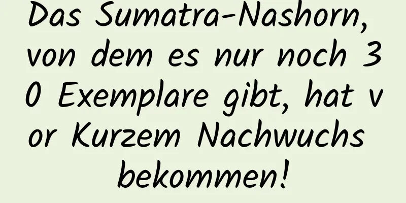 Das Sumatra-Nashorn, von dem es nur noch 30 Exemplare gibt, hat vor Kurzem Nachwuchs bekommen!