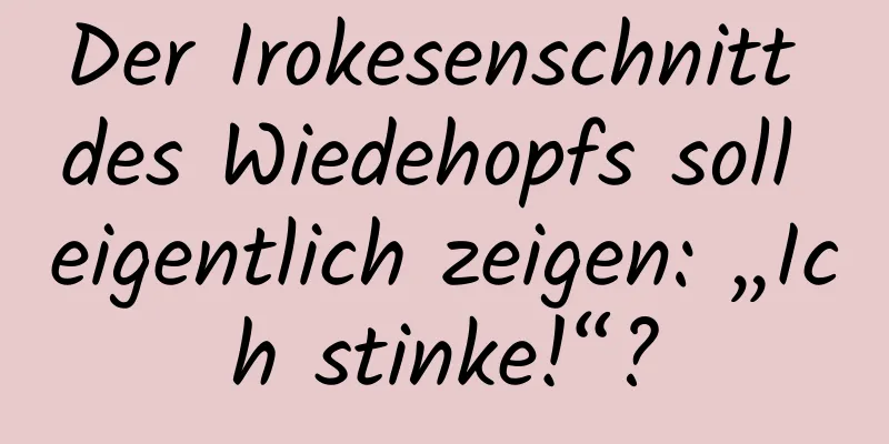 Der Irokesenschnitt des Wiedehopfs soll eigentlich zeigen: „Ich stinke!“?