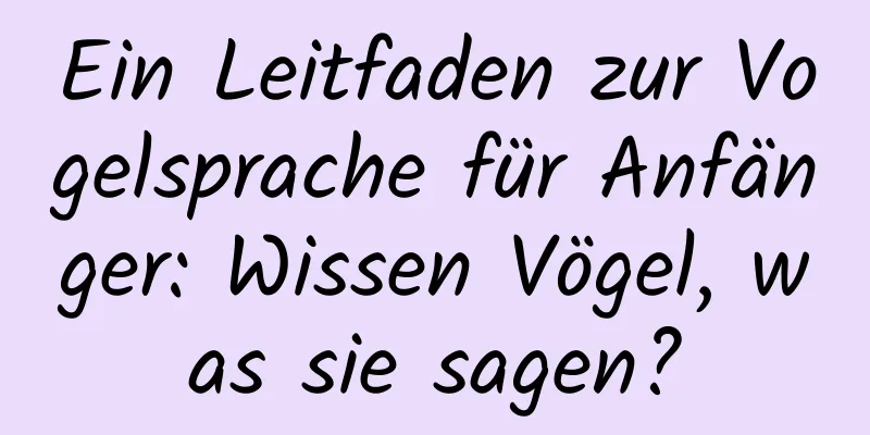 Ein Leitfaden zur Vogelsprache für Anfänger: Wissen Vögel, was sie sagen?