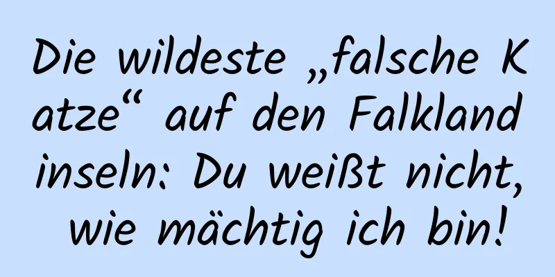 Die wildeste „falsche Katze“ auf den Falklandinseln: Du weißt nicht, wie mächtig ich bin!
