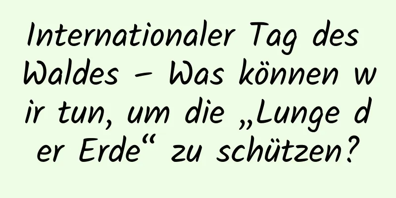 Internationaler Tag des Waldes – Was können wir tun, um die „Lunge der Erde“ zu schützen?