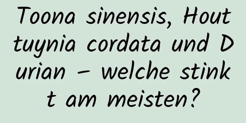 Toona sinensis, Houttuynia cordata und Durian – welche stinkt am meisten?