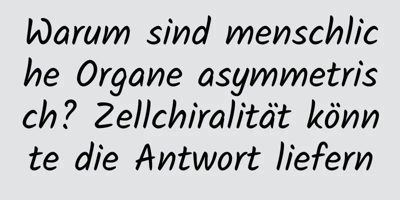 Warum sind menschliche Organe asymmetrisch? Zellchiralität könnte die Antwort liefern