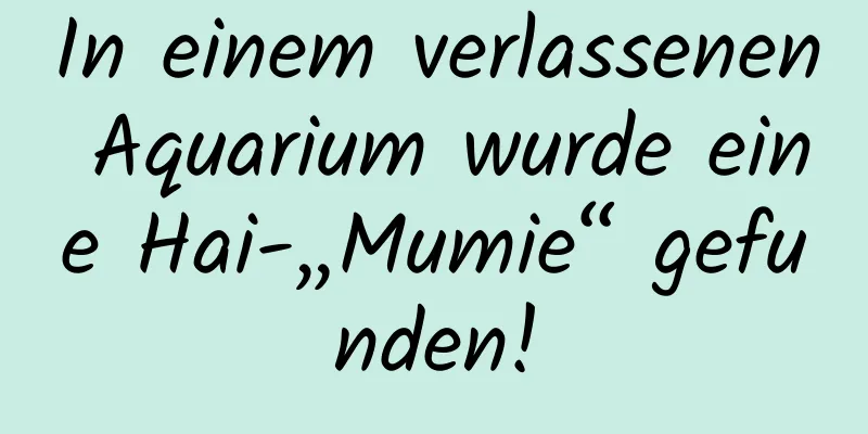 In einem verlassenen Aquarium wurde eine Hai-„Mumie“ gefunden!