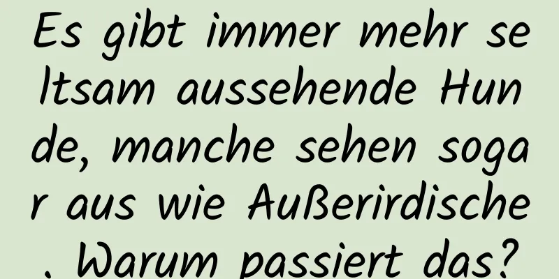 Es gibt immer mehr seltsam aussehende Hunde, manche sehen sogar aus wie Außerirdische. Warum passiert das?
