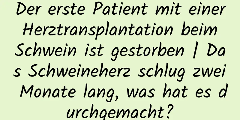Der erste Patient mit einer Herztransplantation beim Schwein ist gestorben | Das Schweineherz schlug zwei Monate lang, was hat es durchgemacht?