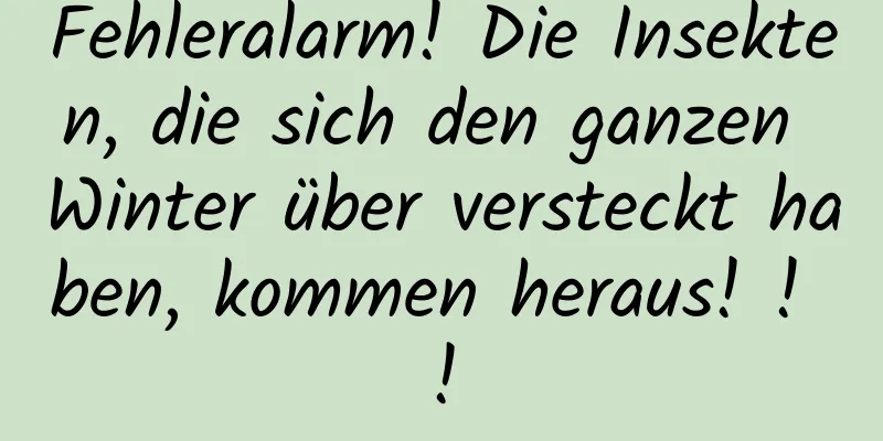 Fehleralarm! Die Insekten, die sich den ganzen Winter über versteckt haben, kommen heraus! ! !