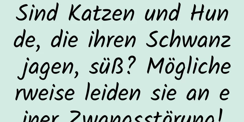 Sind Katzen und Hunde, die ihren Schwanz jagen, süß? Möglicherweise leiden sie an einer Zwangsstörung!