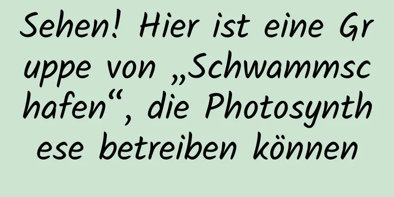 Sehen! Hier ist eine Gruppe von „Schwammschafen“, die Photosynthese betreiben können