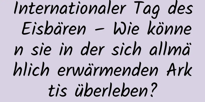 Internationaler Tag des Eisbären – Wie können sie in der sich allmählich erwärmenden Arktis überleben?