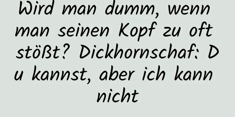 Wird man dumm, wenn man seinen Kopf zu oft stößt? Dickhornschaf: Du kannst, aber ich kann nicht