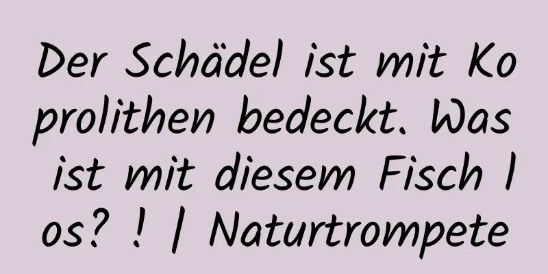 Der Schädel ist mit Koprolithen bedeckt. Was ist mit diesem Fisch los? ! | Naturtrompete