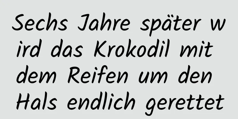 Sechs Jahre später wird das Krokodil mit dem Reifen um den Hals endlich gerettet