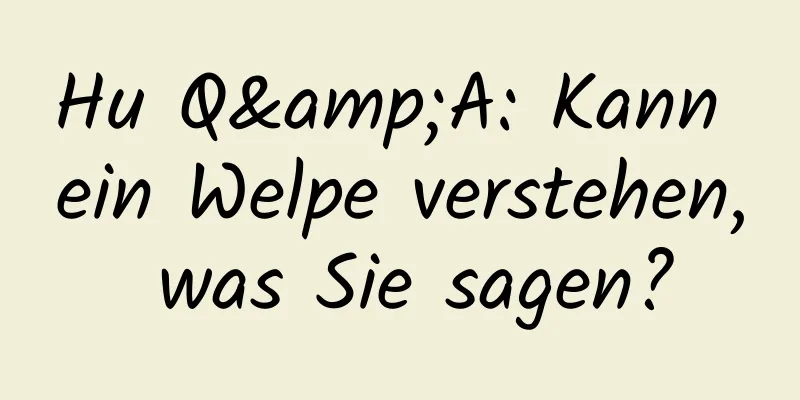 Hu Q&A: Kann ein Welpe verstehen, was Sie sagen?