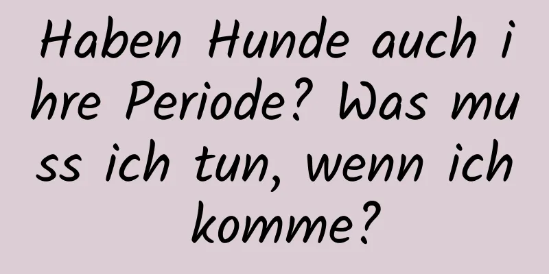 Haben Hunde auch ihre Periode? Was muss ich tun, wenn ich komme?