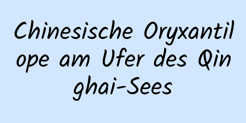 Chinesische Oryxantilope am Ufer des Qinghai-Sees