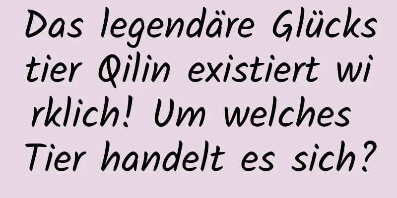 Das legendäre Glückstier Qilin existiert wirklich! Um welches Tier handelt es sich?