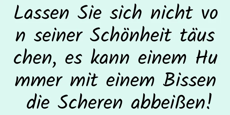 Lassen Sie sich nicht von seiner Schönheit täuschen, es kann einem Hummer mit einem Bissen die Scheren abbeißen!