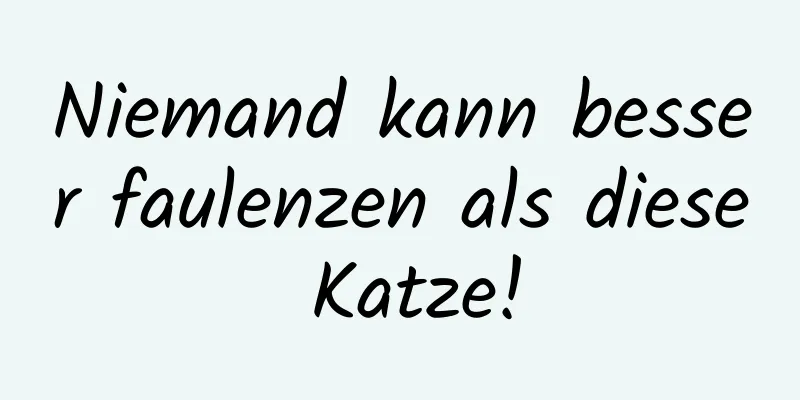 Niemand kann besser faulenzen als diese Katze!