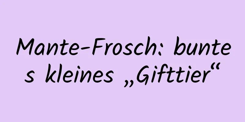 Mante-Frosch: buntes kleines „Gifttier“
