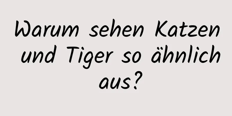 Warum sehen Katzen und Tiger so ähnlich aus?