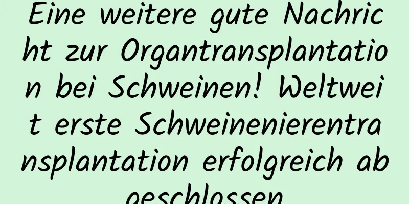 Eine weitere gute Nachricht zur Organtransplantation bei Schweinen! Weltweit erste Schweinenierentransplantation erfolgreich abgeschlossen