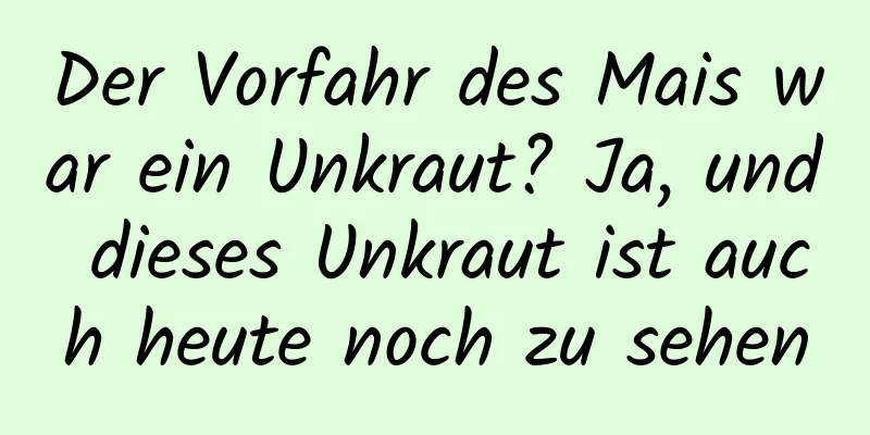 Der Vorfahr des Mais war ein Unkraut? Ja, und dieses Unkraut ist auch heute noch zu sehen