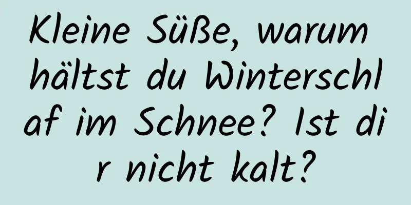 Kleine Süße, warum hältst du Winterschlaf im Schnee? Ist dir nicht kalt?